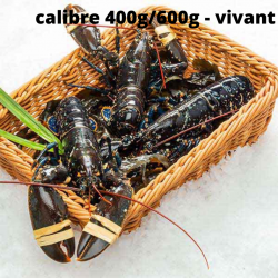 Homard Bleu Vivant -...