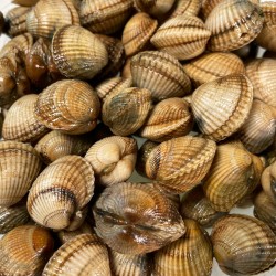 Coques - lot de 500g