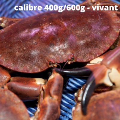 Crabe vivant - calibre...