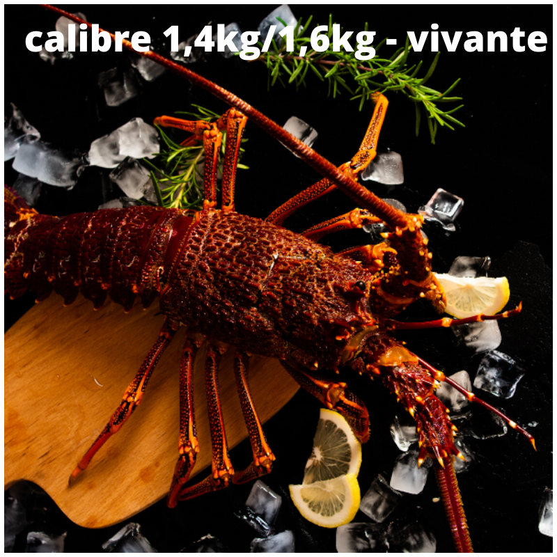 Langouste Royale Vivante - calibre 1,4kg/1,6kg pièce - Prix sur demande selon calibre