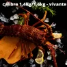 Langouste Royale Vivante - calibre 1,4kg/1,6kg pièce - Prix sur demande selon calibre