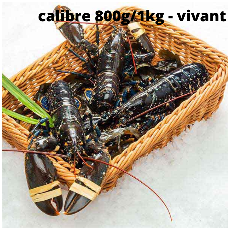 Homard Bleu Vivant - calibre 800g/1kg pièce