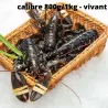 Homard Bleu Vivant - calibre 800g/1kg pièce