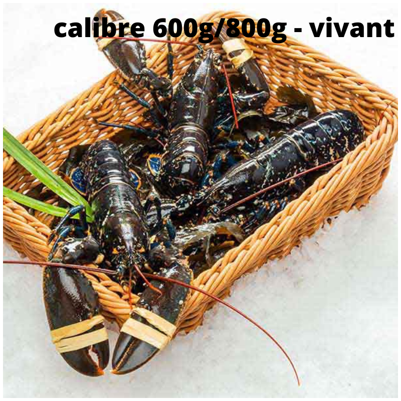 Homard Bleu Vivant - calibre 600g/800g pièce