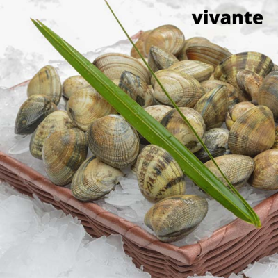 Palourdes vivantes - lot de 500g