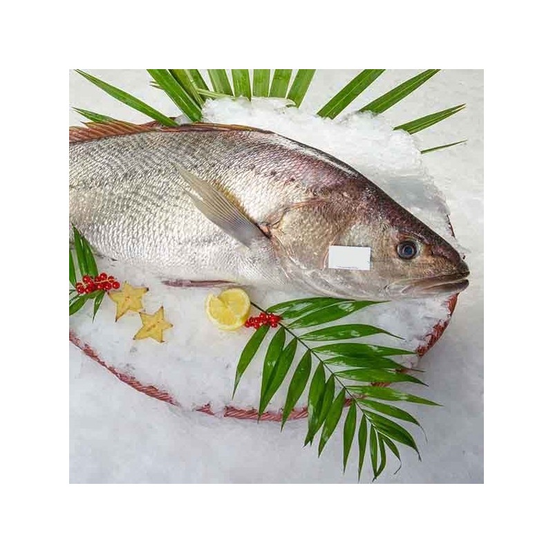 Maigre entier pêche Petit Bateau - calibre 300g/500g pièce - lot 1,2 kg