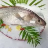 Maigre entier pêche Petit Bateau - calibre 300g/500g pièce - lot 1,2 kg
