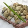 Palourdes vivantes - lot de 500g