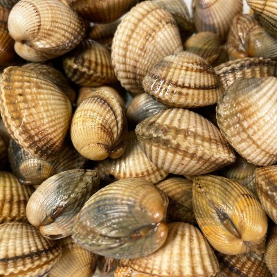 Coques moyennes - lot de 500g