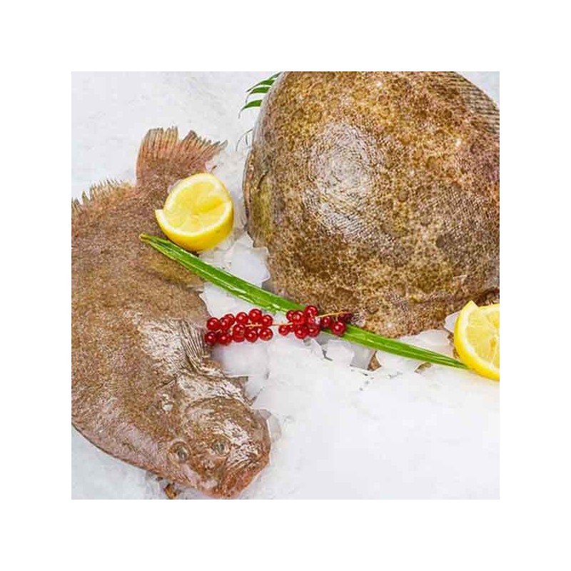 Barbue entière - pièce de calibre 500g/1kg