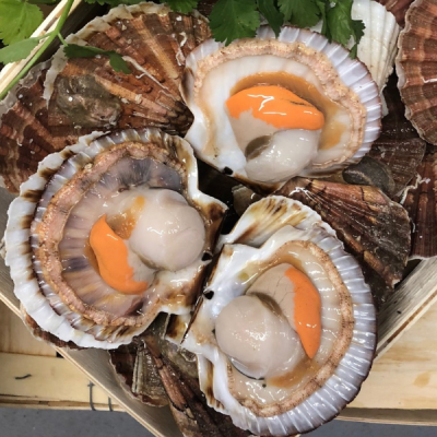 Coquilles St-Jacques - lot...