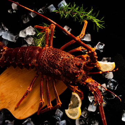 Langouste Royale Vivante - calibre 1,4kg/1,6kg pièce - Prix sur demande selon calibre