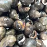 Gros bigorneaux cuits - lot de 250g