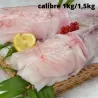 Queue de lotte entière - calibre 1kg/1,5kg pièce