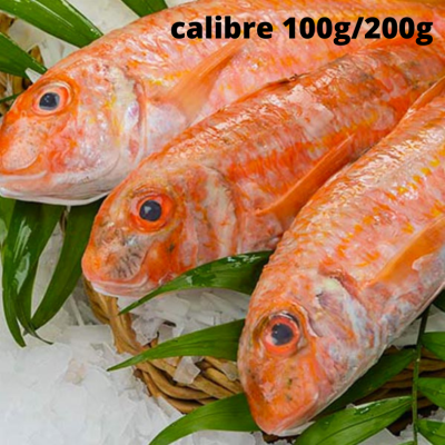 Rouget entier - calibre de...