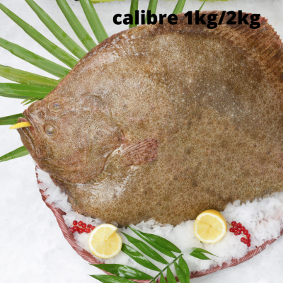 Turbot entier et vidé - calibre 1kg/2kg pièce