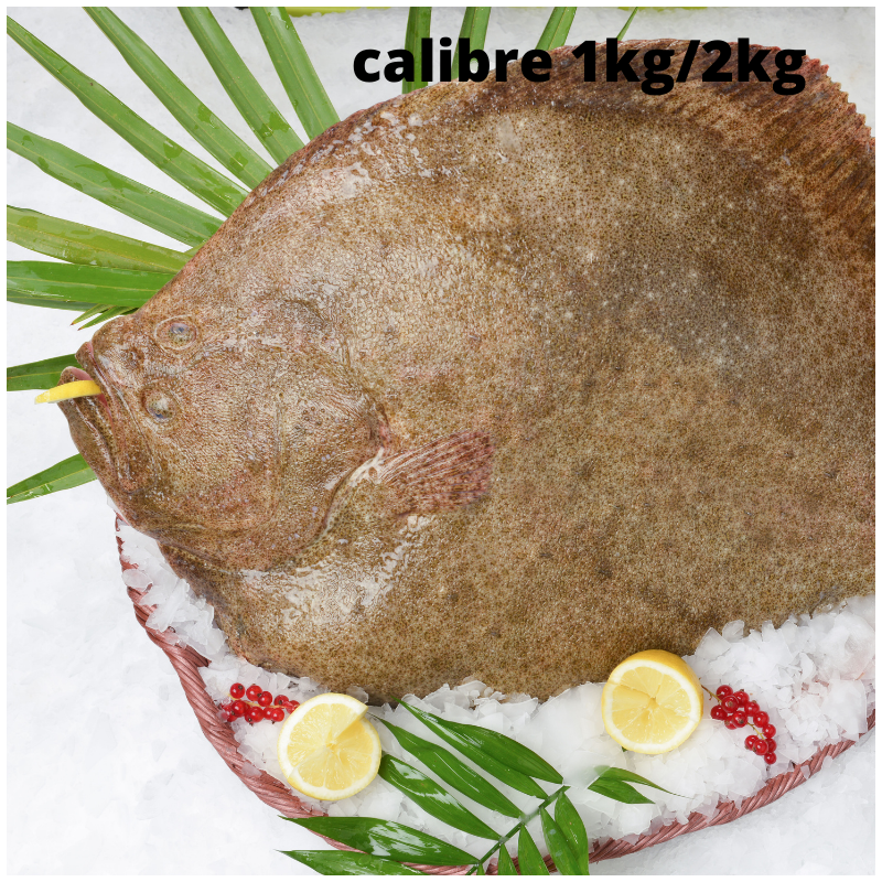 Turbot entier et vidé - calibre 1kg/2kg pièce