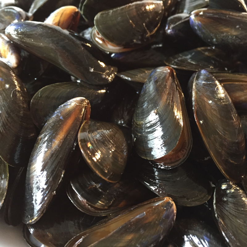 Moules d'Espagne - lot de 1kg