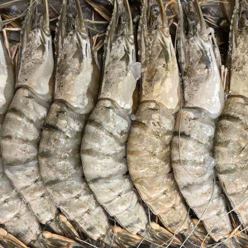 Crevettes entières crues congelées - 16/20 pièces par boîte de 800g