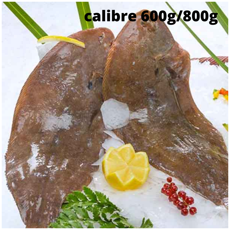 Sole filet - calibre 600/800g - lot de 2 pièces