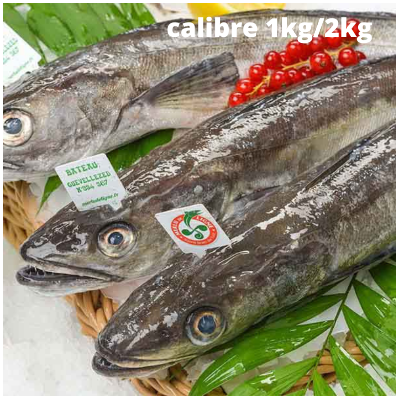 Merlu de ligne de Saint-Jean-de-Luz - pièce de 1kg