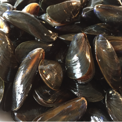 Moules de Bouchot - lot de 1kg