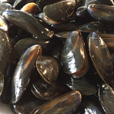 Moules de Bouchot - lot de 2kg