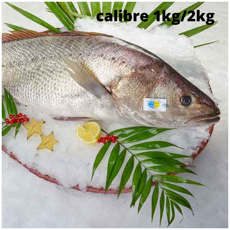 Maigre  - calibre 1kg/2kg - pièce de 1,25kg