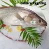 Maigre  - calibre 1kg/2kg - pièce de 1,25kg