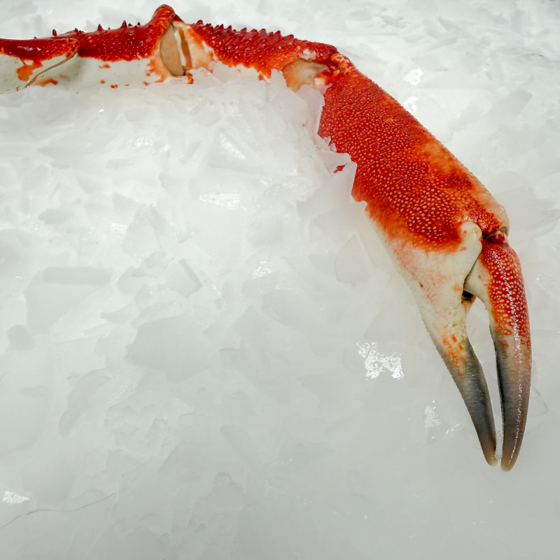Pince d'araignée cuite - 2 à 4 pièces - lot de 500g