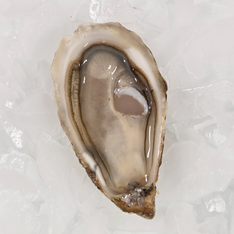 N°4 - Huîtres Fines l' Océane - 12 pièces - HUÎTRES OUVERTES