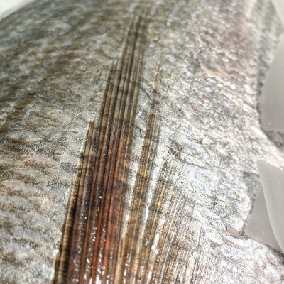 Daurade royale entière - pièce de calibre 800g/1kg