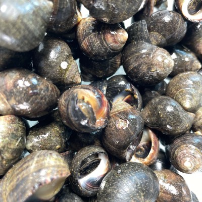 Bigorneaux cuits - lot de 250g