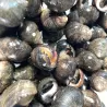 Bigorneaux cuits - lot de 250g
