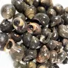 Bigorneaux cuits - lot de 250g