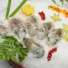 Seiche petite - casseron - lot de 1kg