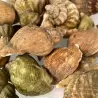 Bulots cuits - lot de 500g