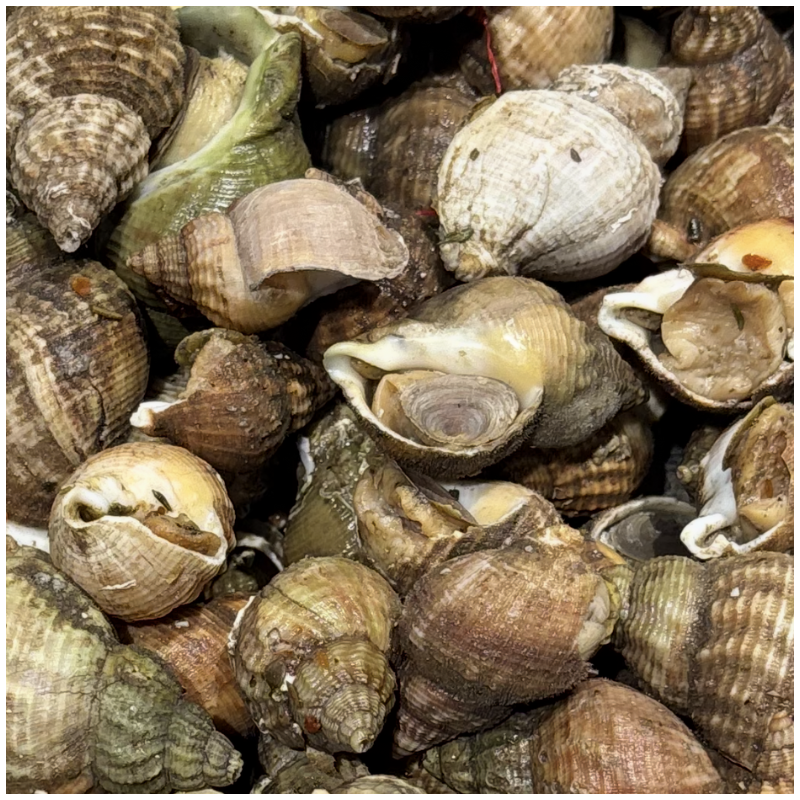 Bulots cuits à la provençale - lot de 500g