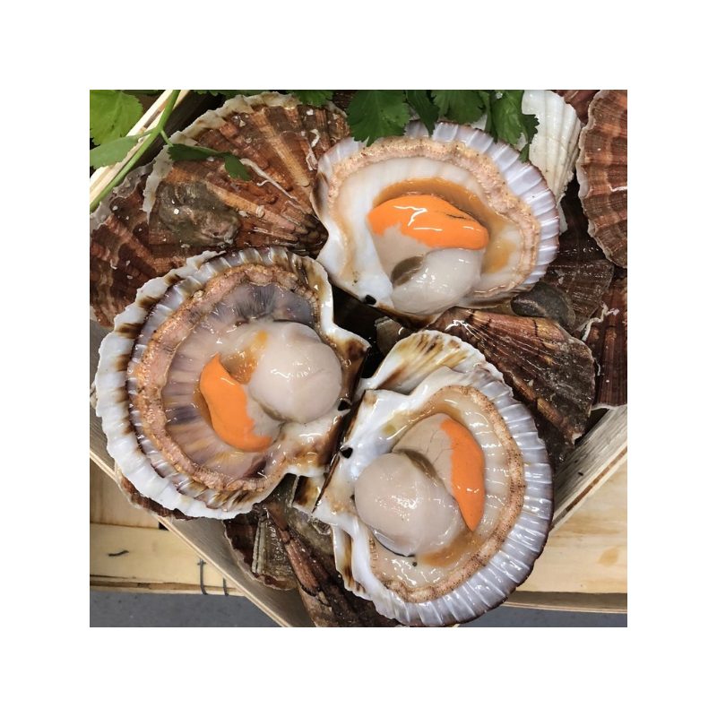 Coquilles St-Jacques - lot de 3kg