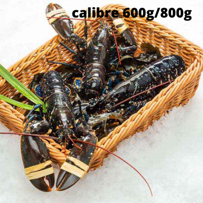 Homard Bleu Vivant - calibre 600g/800g pièce